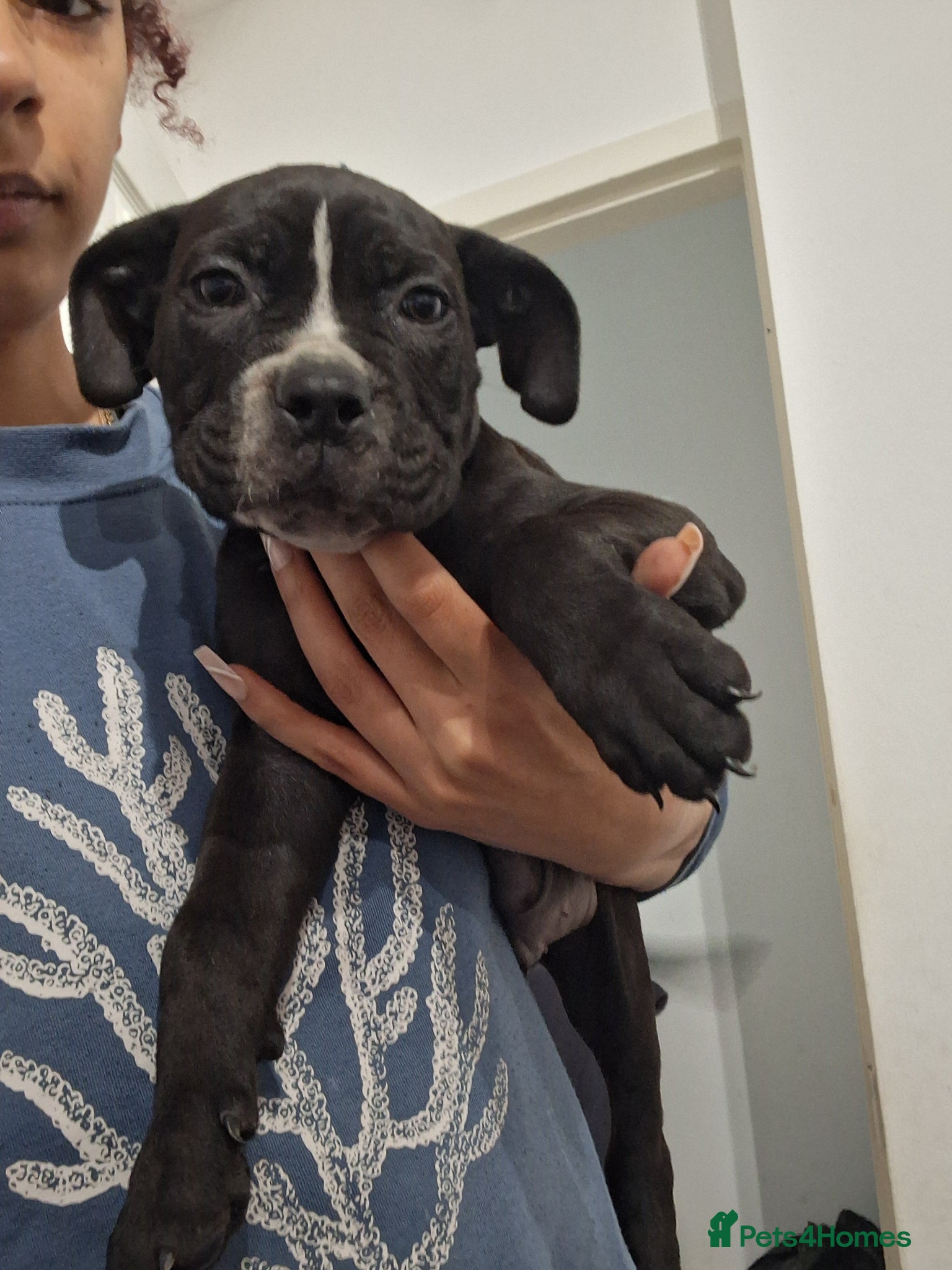 Mixed Breed dogs Alapaha Blue Blood Bulldog X Cane Corso Puppies  - Advert 9