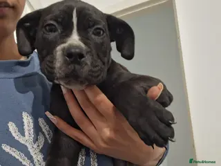 Mixed Breed dogs Alapaha Blue Blood Bulldog X Cane Corso Puppies - Advert 9