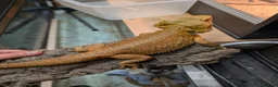 Bearded Dragon reptiles for sale: 4 x male bearded dragons read description  - Advert 8