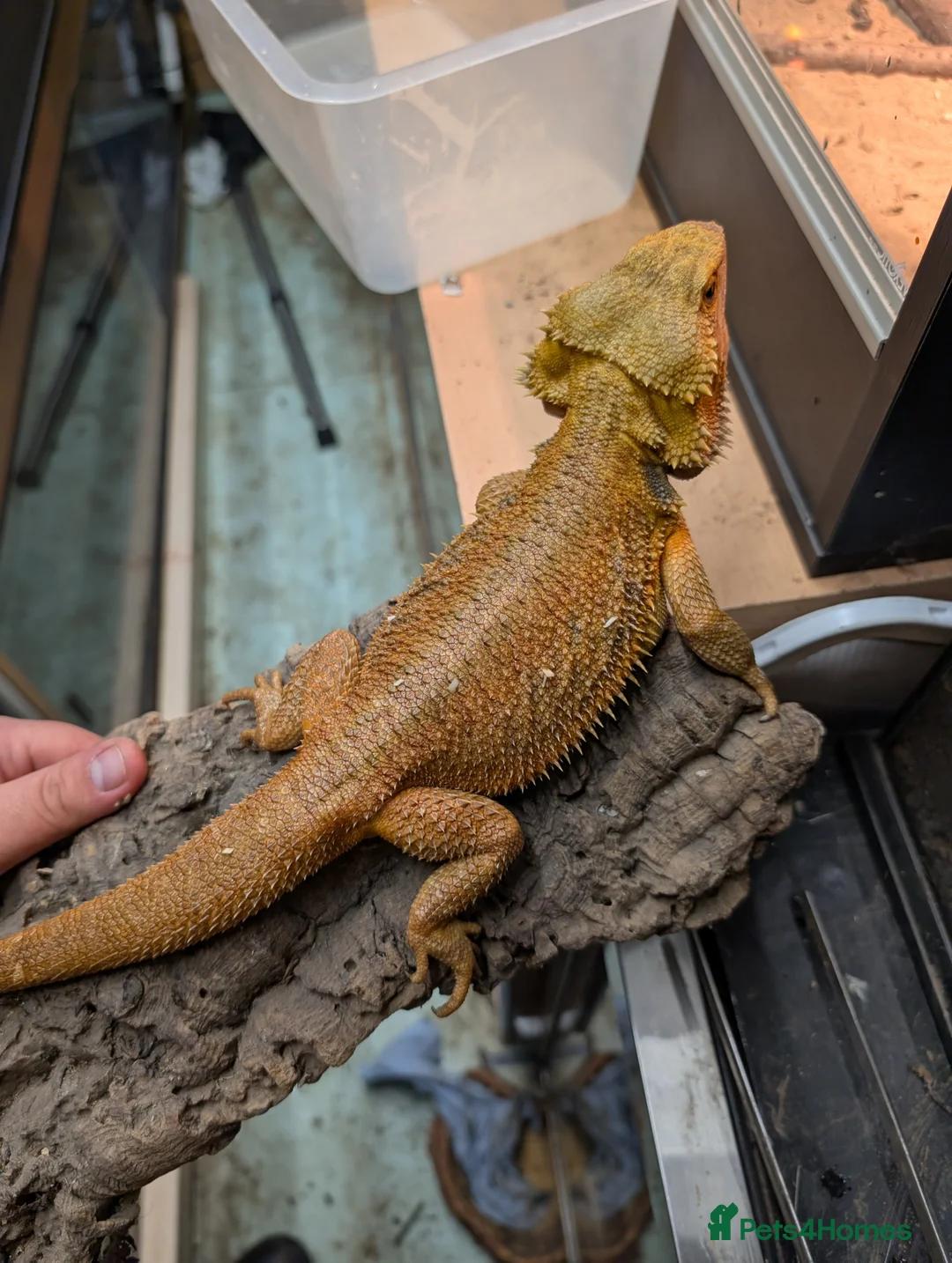 Bearded Dragon reptiles for sale: 4 x male bearded dragons read description  - Advert 8