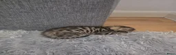 Mixed Breed cats for sale: 4 beautiful kittens looking for loving homes 🐾 - Advert 16