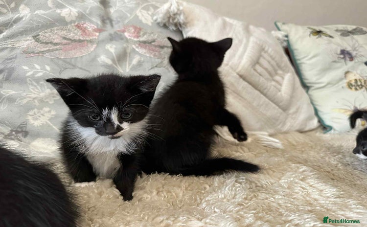 Munchkin cats - Advert 2