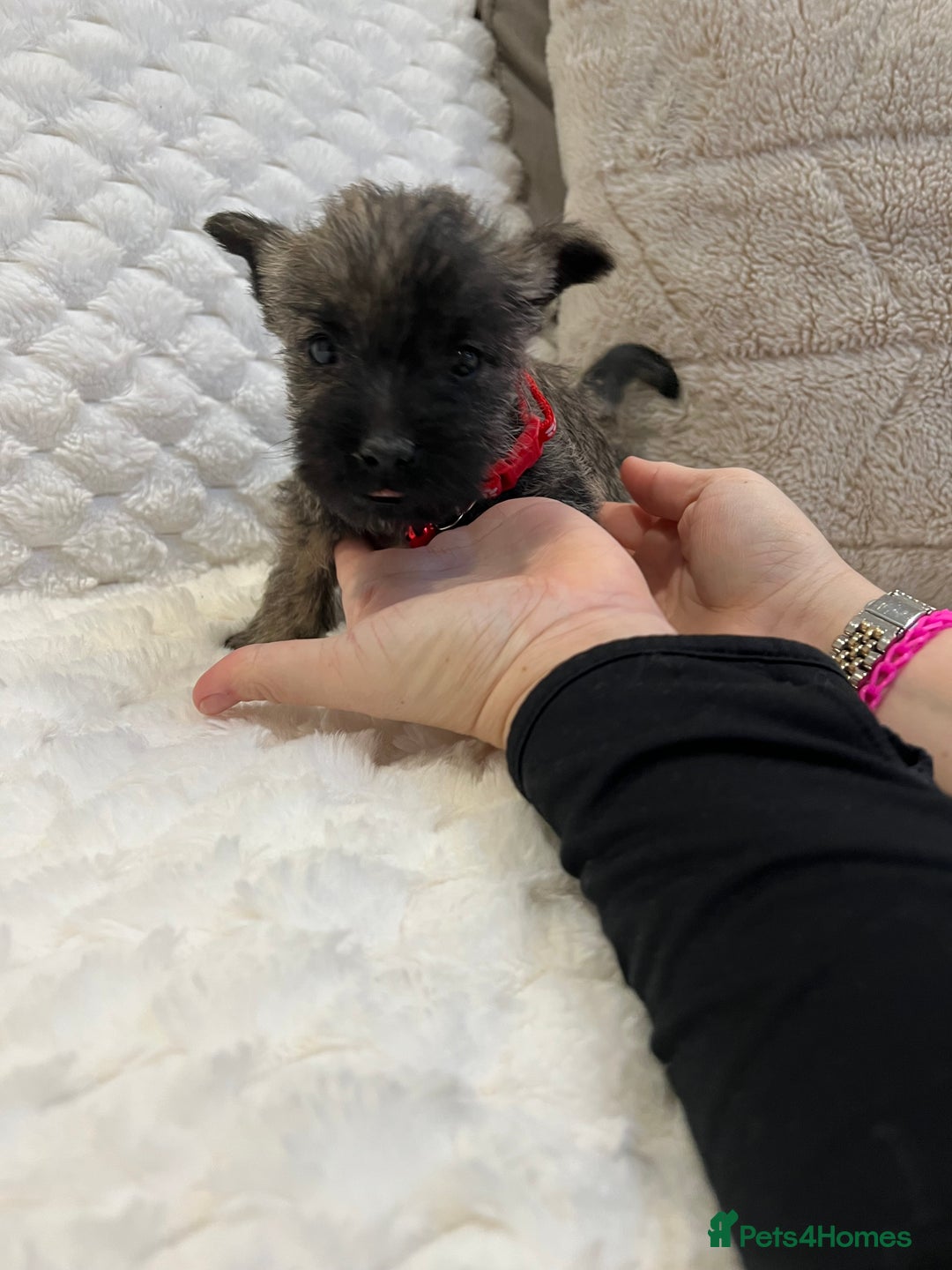 Cairn Terrier dogs for sale: Cairn terrier puppies  - Advert 7