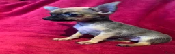 Chihuahua dogs for sale: Beautiful Dotty  - Advert 3