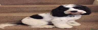 Cockapoo 1