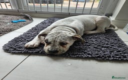 Mixed Breed dogs for sale: ADORABLE AMERICAN BULLDOG/ DOUGE DE BORDEAUX  - Image 7
