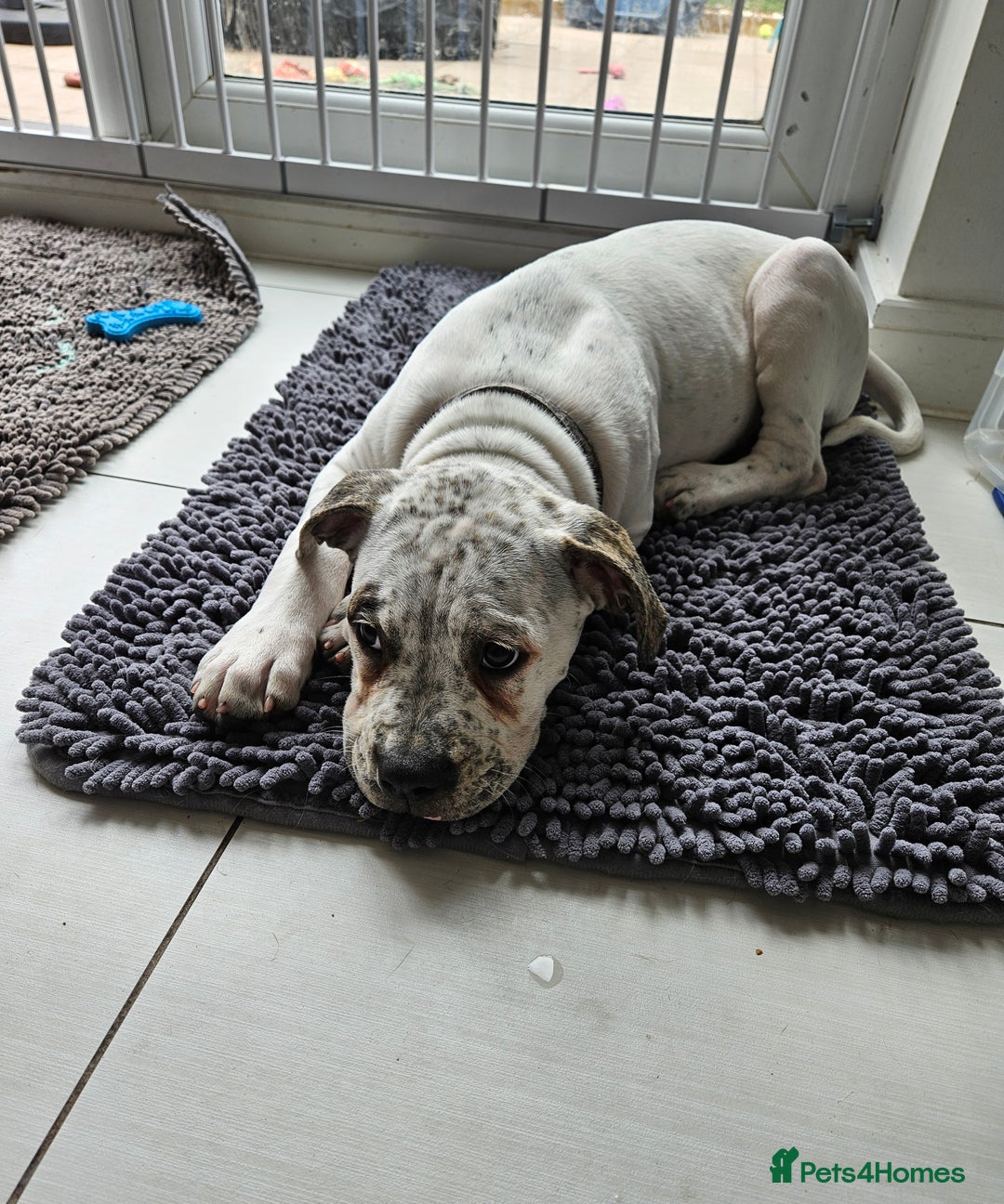 Mixed Breed dogs for sale: ADORABLE AMERICAN BULLDOG/ DOUGE DE BORDEAUX  - Image 7