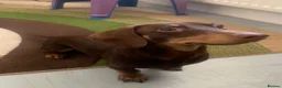 Miniature Dachshund dogs for stud: Chocolate and tanned mini dachshund boy - Advert 6