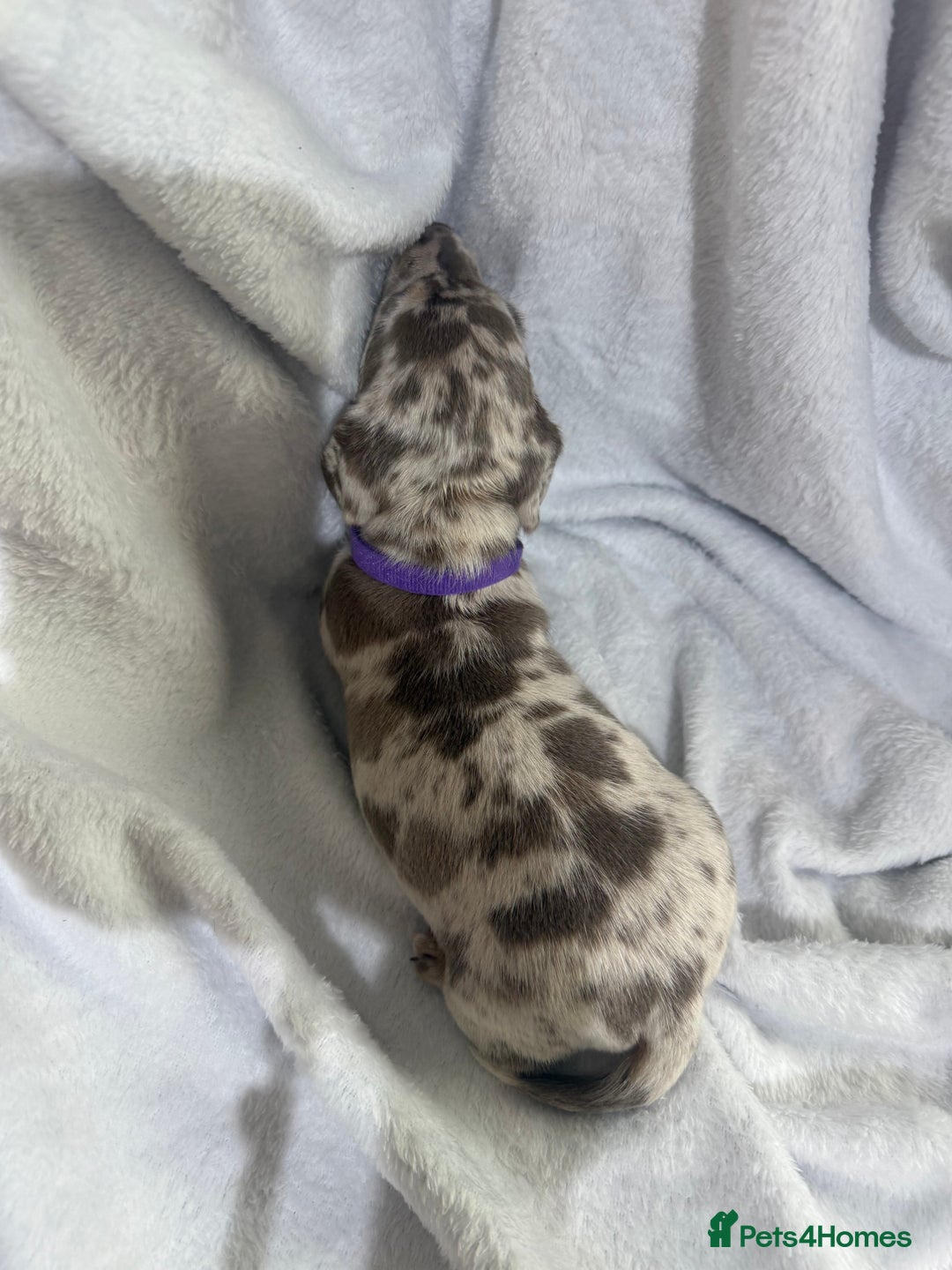 Dachshund dogs for sale: 4 dachshund puppies all females - Advert 8