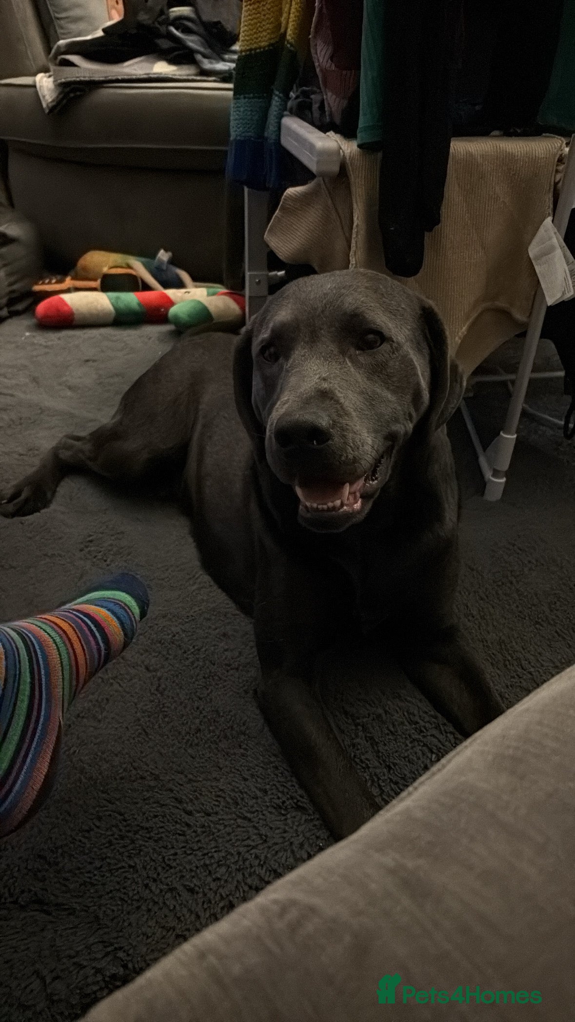 Labrador Retriever dogs Charcoal stud  - Advert 1