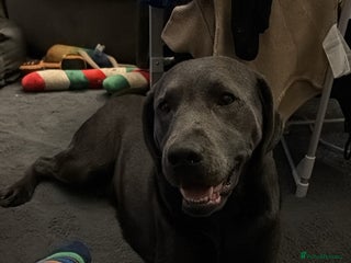 Labrador Retriever dogs Charcoal stud - Advert 1