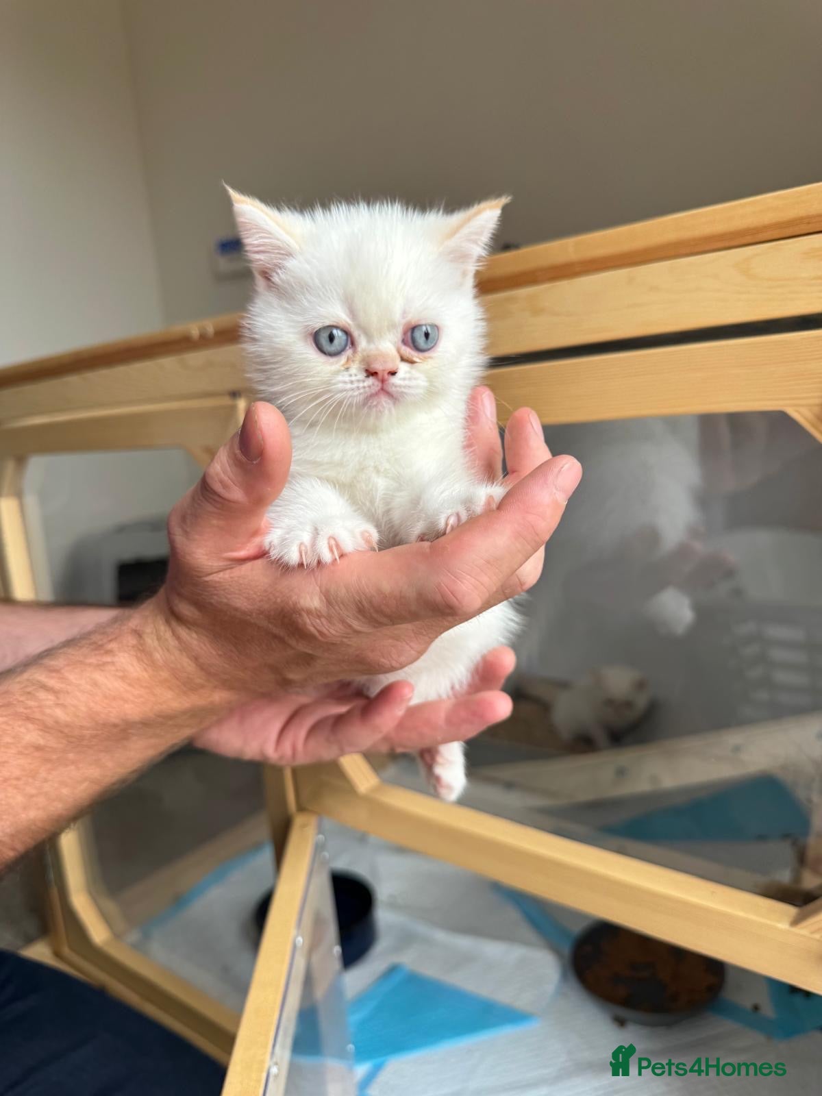 Exotic cats Red tabby colour point kittens mum grand champion  - Advert 2