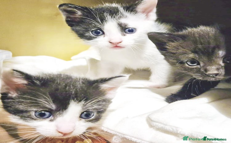 Mixed Breed cats - Advert 15