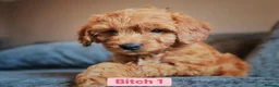 Cockapoo dogs for sale: Female Toy Cockapoo for - Advert 3