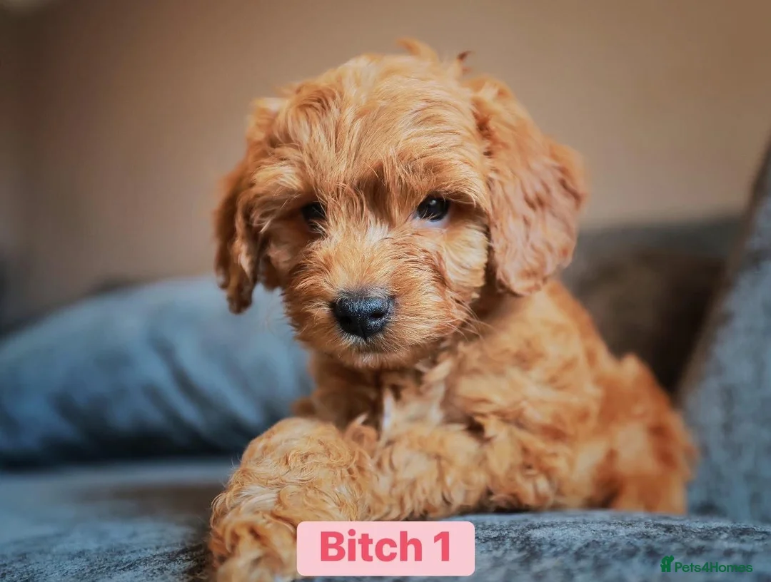 Cockapoo dogs for sale: Female Toy Cockapoo for - Advert 3