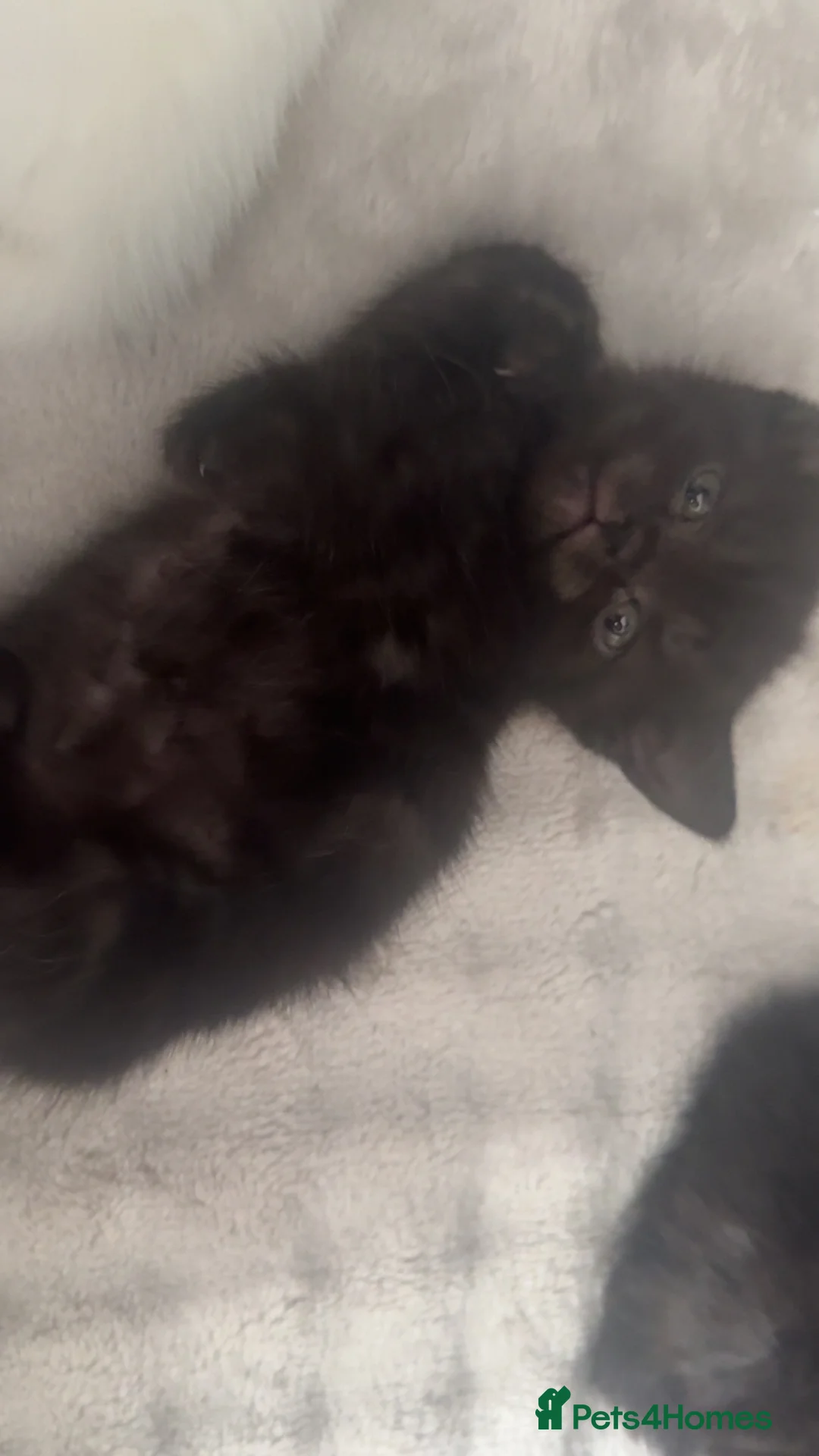 Persian cats for sale: Kittens  - Advert 2