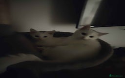 Khao Manee cats for sale: Charming White Fluffy Kittens - Image 13