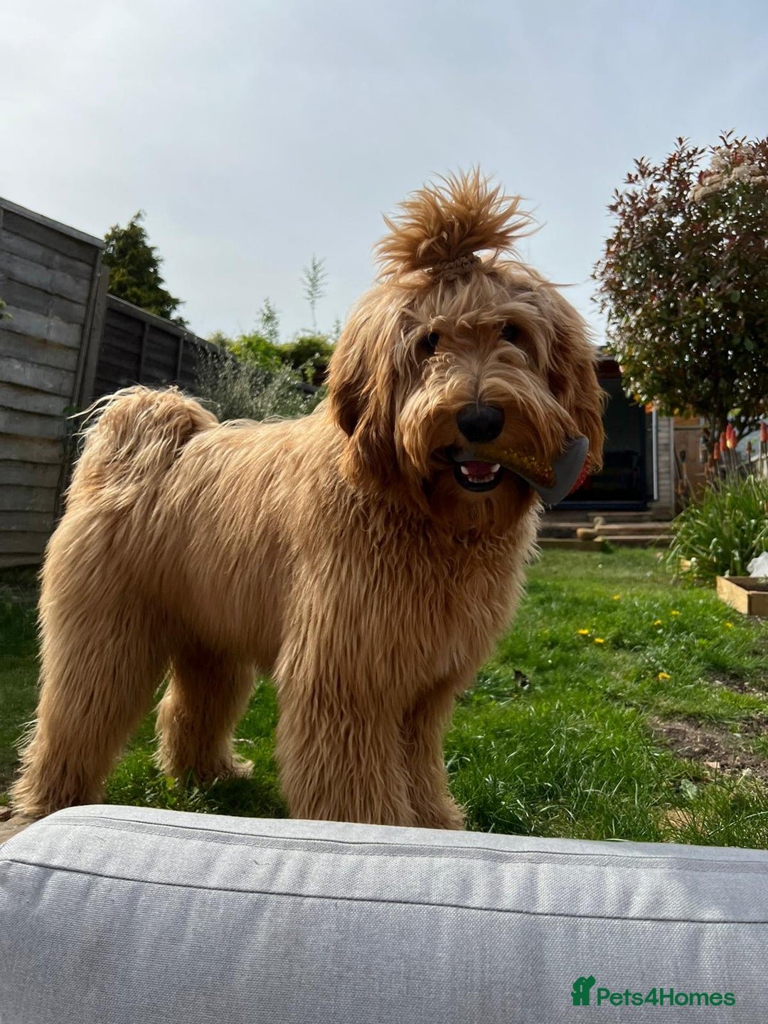 Australian Labradoodle dogs for sale: Australian Labradoodles RED&WHITE - Waiting list  - Image 25