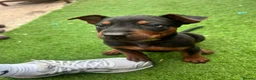 Chinese Red Dog dogs for sale: BEAUIFUL CHINESE RED DOG PUPS - Advert 3
