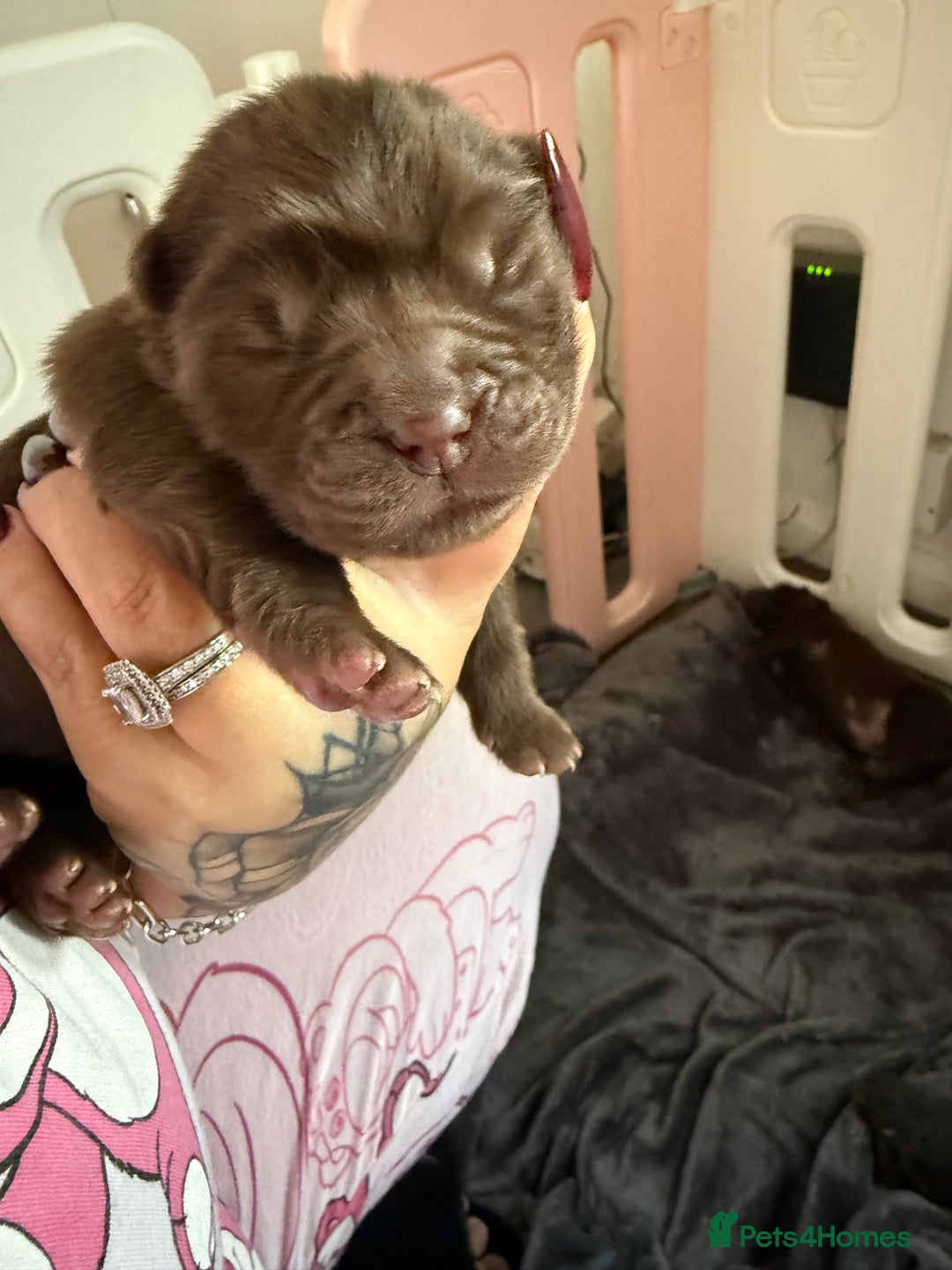 Chow Chow dogs for sale: Kc registered Pure chocolate chow chow puppies - Image 5