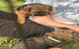 Border Terrier dogs for sale: Border Terrier Pups - Image 3