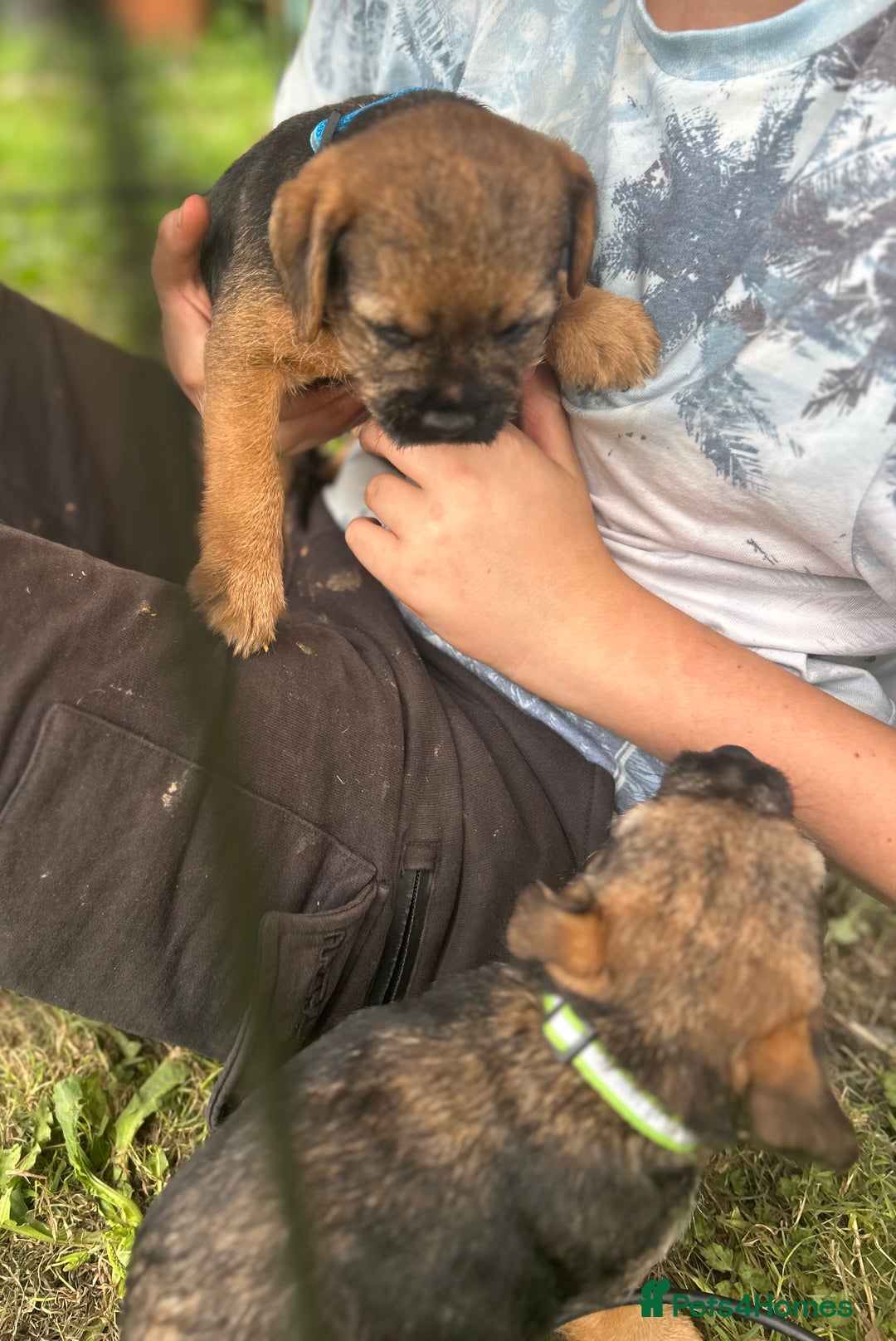Border Terrier dogs for sale: Border Terrier Pups - Image 3