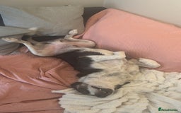 Mixed Breed dogs for sale: Saved from streets of Albania  - Image 7