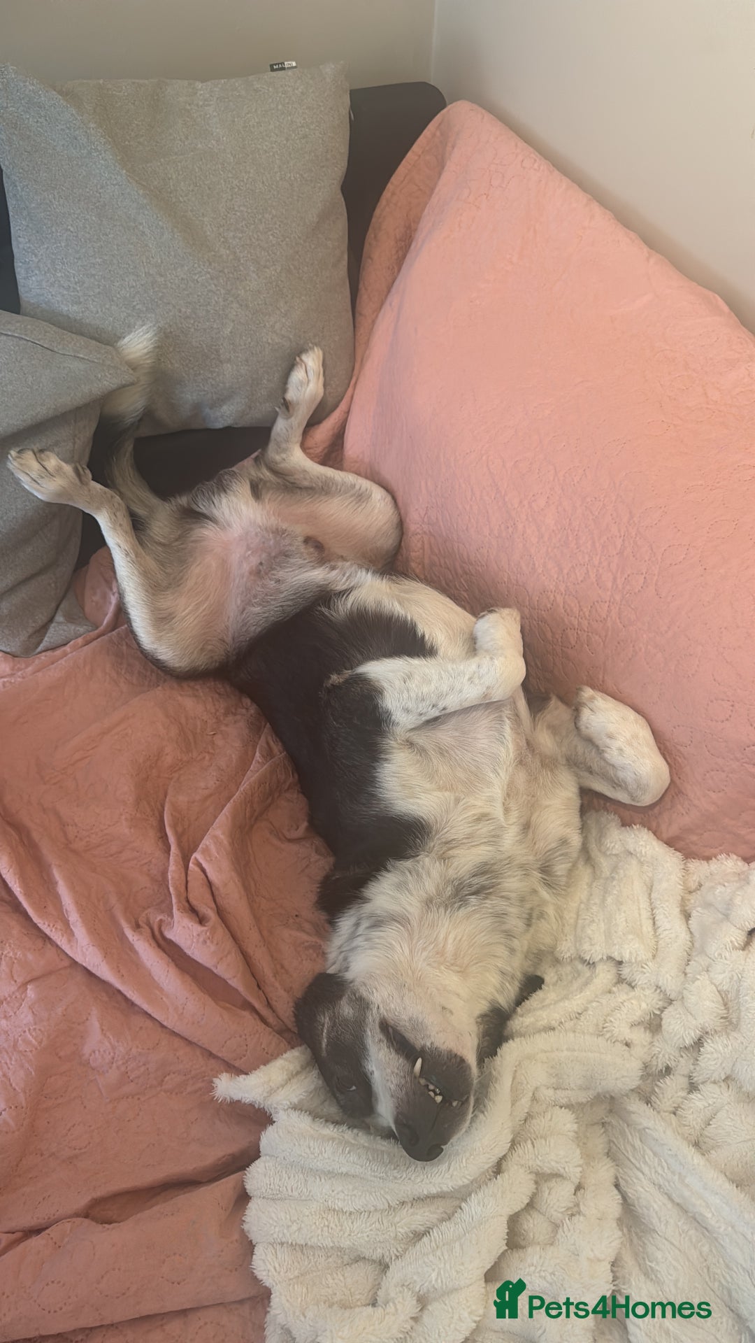 Mixed Breed dogs for sale: Saved from streets of Albania  - Image 7