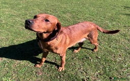 Labrador Retriever dogs for sale: Outstanding Fox Red Labrador Retriever Puppies  - Image 13