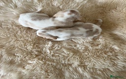 Beagle dogs for sale: Davicard/duffosee beagles - Image 15