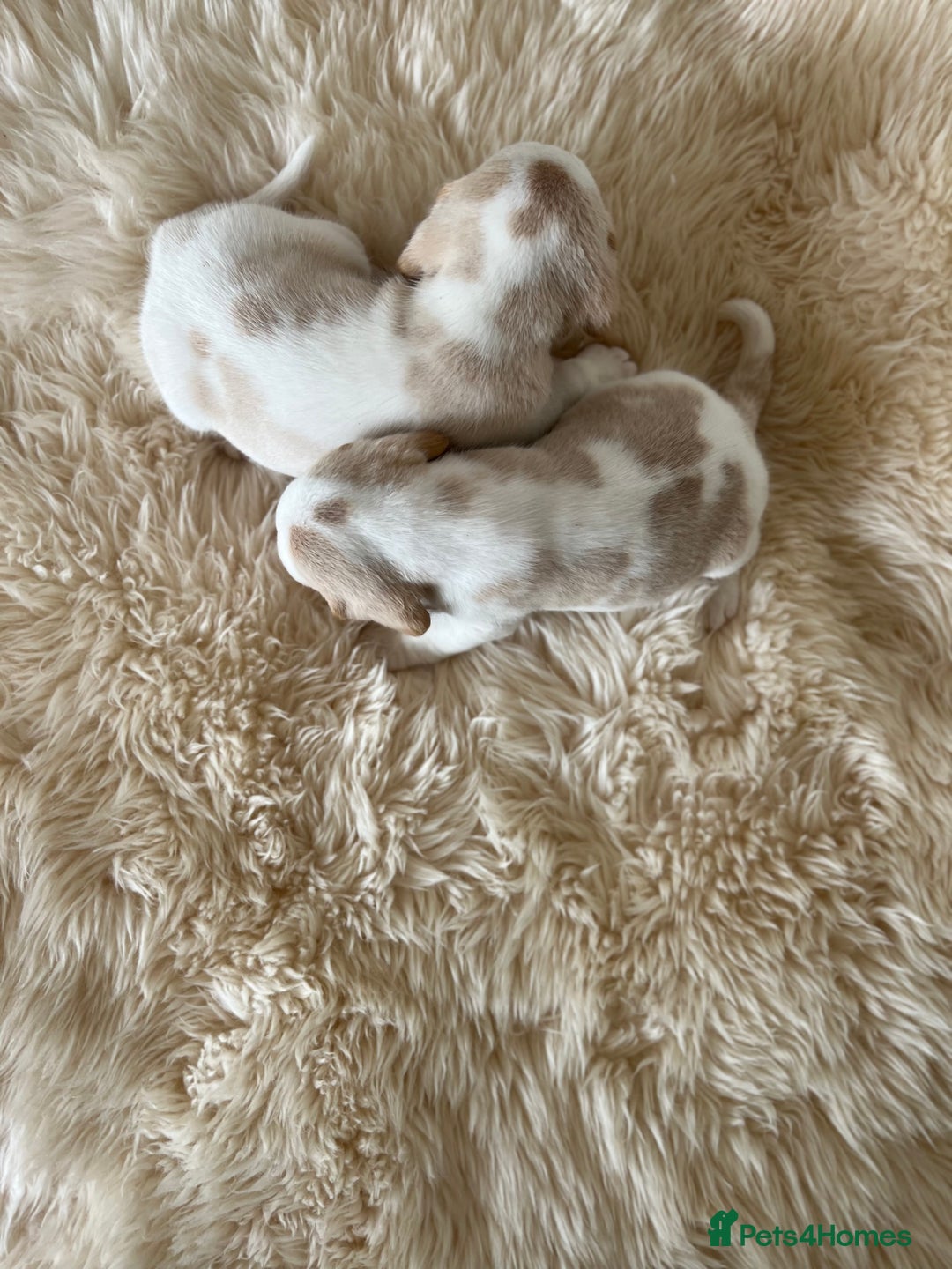 Beagle dogs for sale: Davicard/duffosee beagles - Image 15