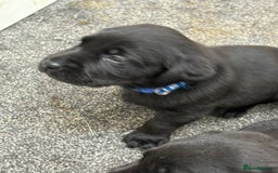 Labrador Retriever dogs for sale: CHUNKY BIG BONED SHOW LABRADOR PUPPYS - Image 1