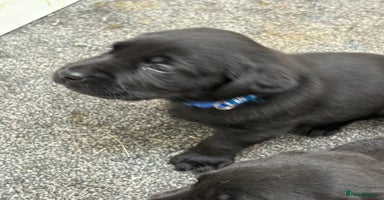 Labrador Retriever dogs - Advert 16