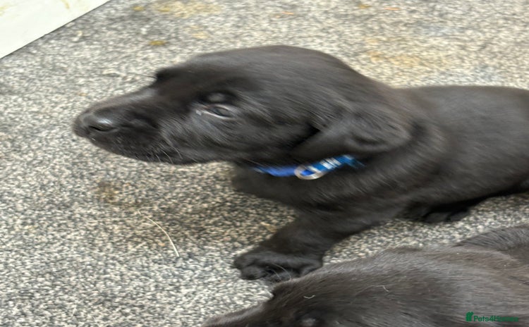 Labrador Retriever dogs - Advert 11