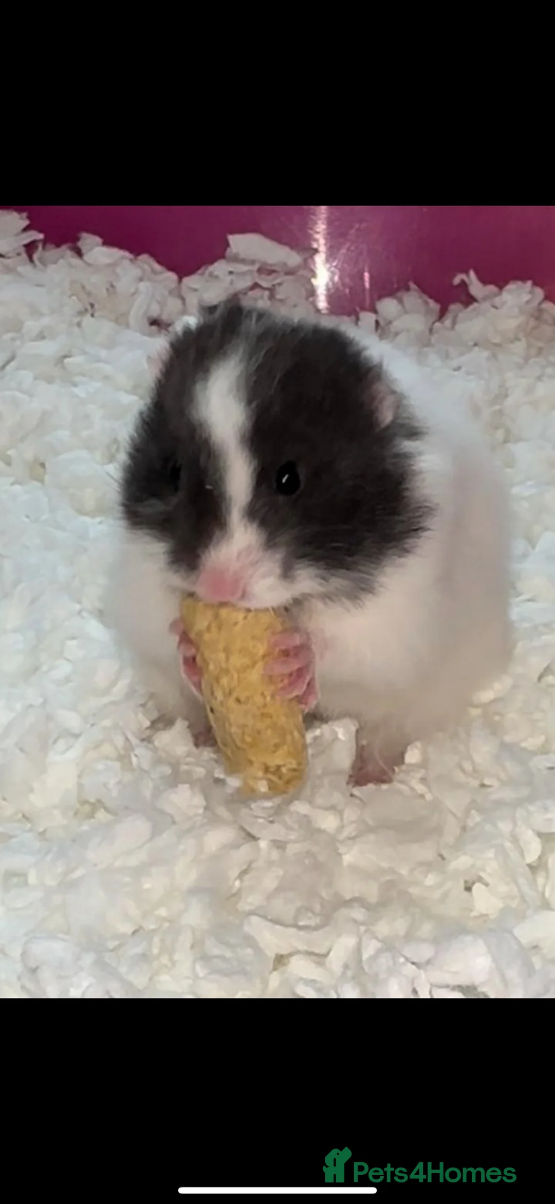 Hamster rodents for sale: Baby hamsters in London - Advert 13