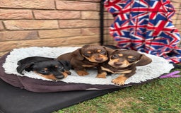 Miniature Dachshund dogs for sale: Miniature dachshund puppies  - Image 15