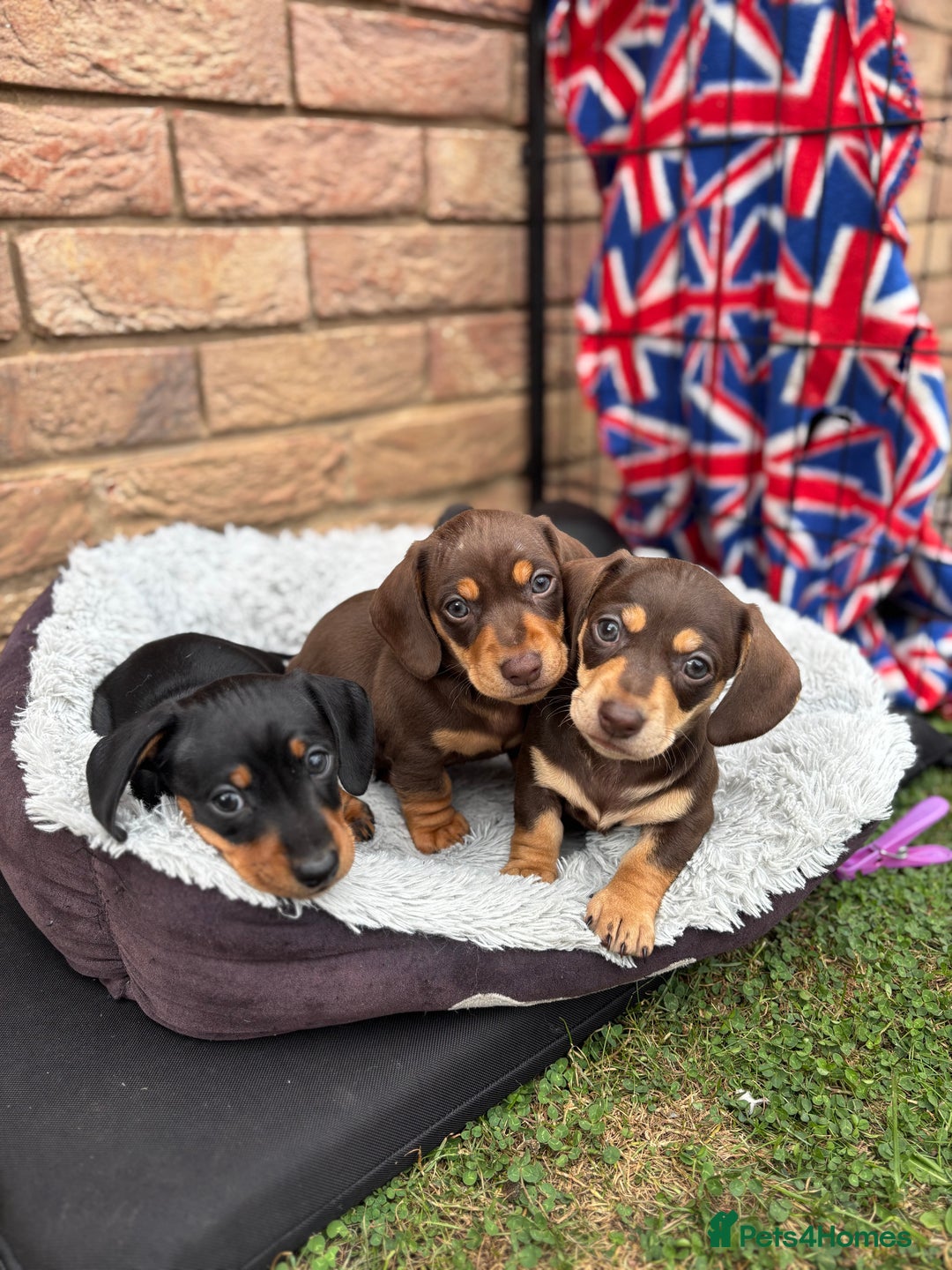 Miniature Dachshund dogs for sale: Miniature dachshund puppies  - Image 15