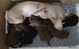 Miniature Dachshund dogs for sale: Shorthaired Minature Daschunds  - Image 1