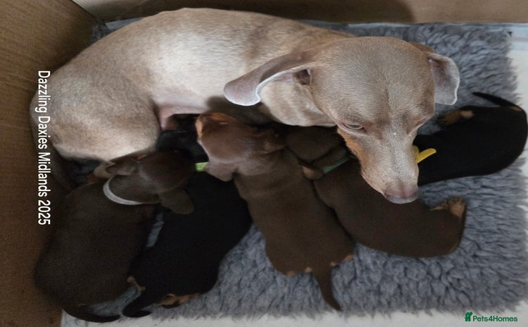 Miniature Dachshund dogs - Advert 4