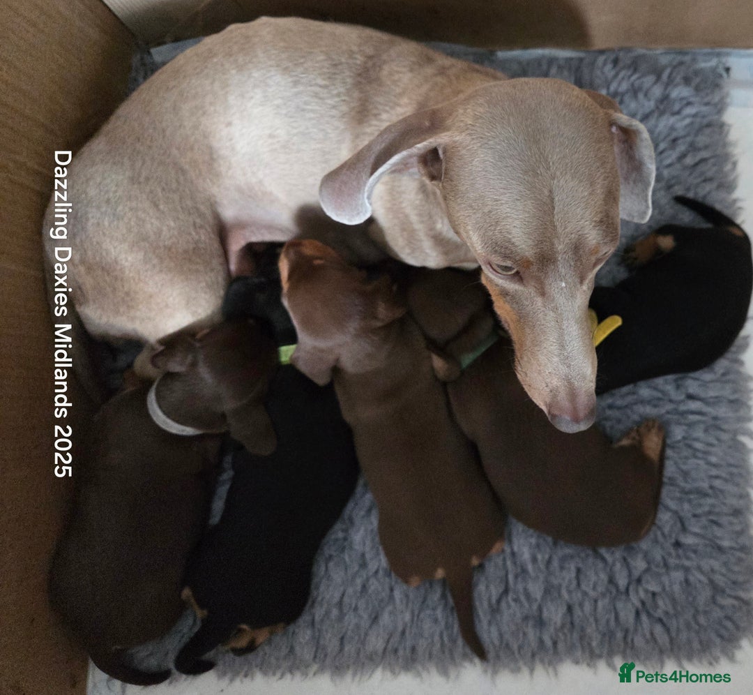 Miniature Dachshund dogs for sale: Shorthaired Minature Daschunds  - Image 1