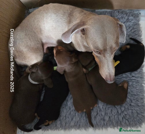 Miniature Dachshund dogs - Advert 3