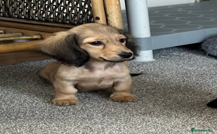 Miniature Dachshund dogs - Advert 1