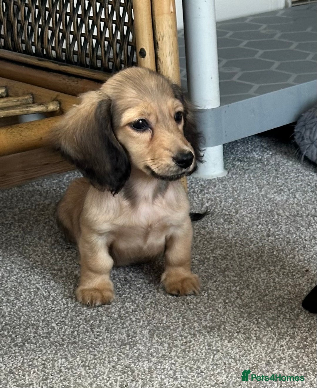Miniature Dachshund dogs for sale: Gorgeous shaded cream boy and girl - Image 3