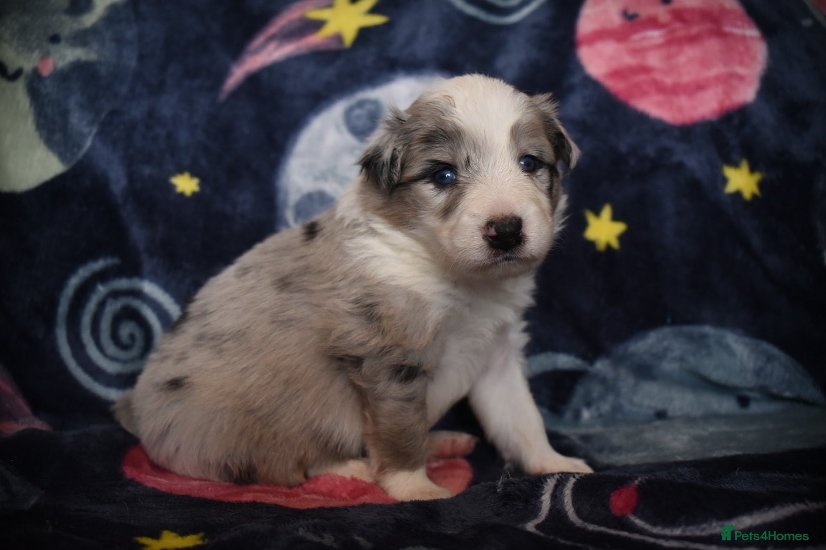 Border Collie dogs Last girl left health tested border collies - Advert 8