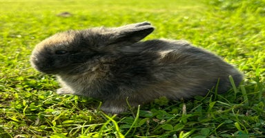 Mini Lop rabbits - Advert 11