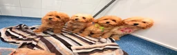 Maltipoo dogs for sale: Exquisite f1 toy Maltipoo teddy bears  - Advert 9