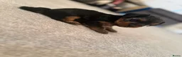 Yorkshire Terrier dogs for sale: Yorkshire Terrier  in Colchester - Advert 9