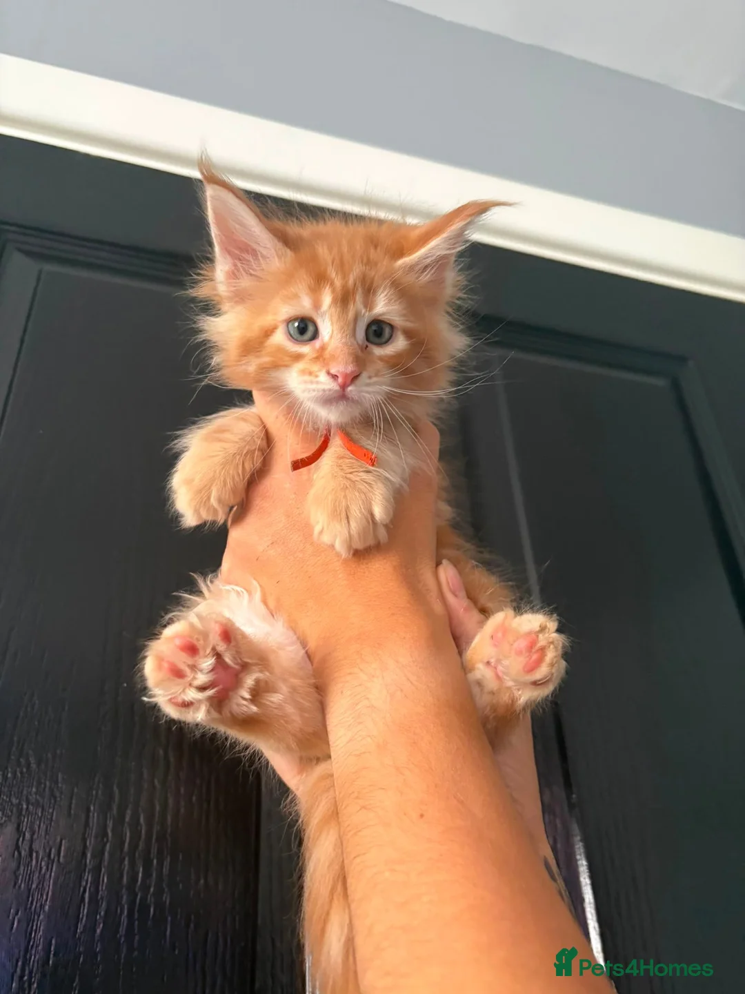 Maine Coon cats for sale: GCCF Registered Maine Coon Kittens  in Middlewich - Advert 14