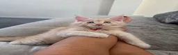 Maine Coon cats for sale: Pure mainecoon kittens DNA health tested parents.  - Advert 3