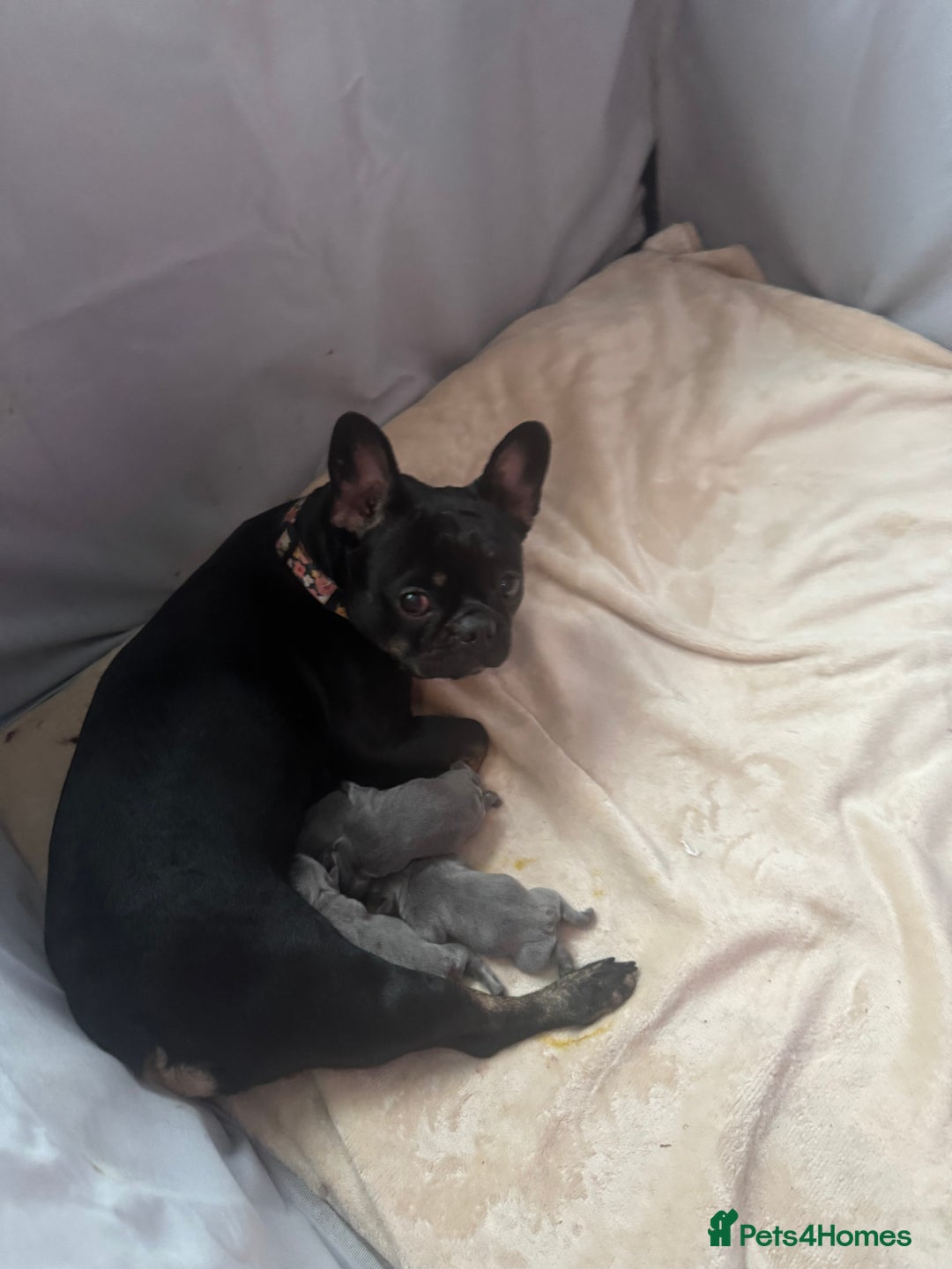 French Bulldog dogs for sale: 2 beautiful girls looking for their forever homes - Advert 2